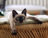 сиамский кот порода
